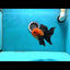 Grumpy 😡 A Grade Red Head Button Eyes Oranda Male 4.5-5 inches #1004OR_38