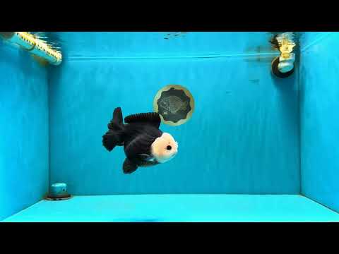 Pompom Panda Button Eyes Yuanbao Male 5-5.5 inches #040326YB_04