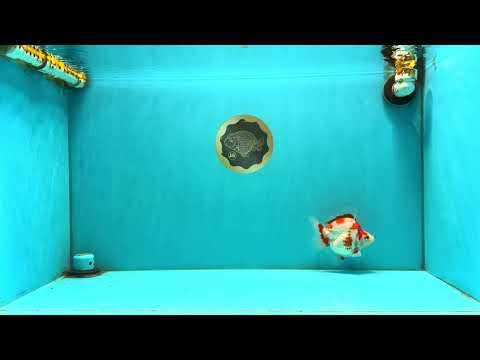 UNIQUE AAA Grade Red White Ryukin Female 4-4.5 inches #042426RK_01