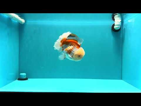 AAA Grade Polkadot Red White Oranda Male 6-6.5 inches #030626OR_19