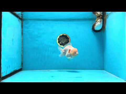 A Grade Sakura Yuanbao Male 4.5 inches #103125YB_01