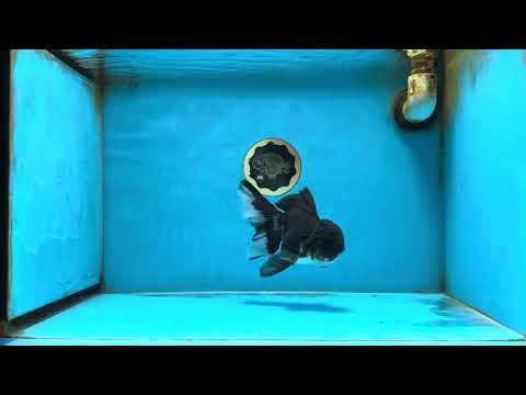 A Grade Panda Oranda Male  5.5 inches #082225OR_18