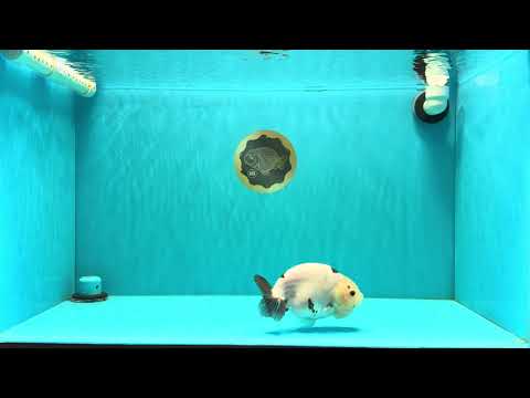 Cow Chinese Ranchu Female 5.5 inches #032026RC_29