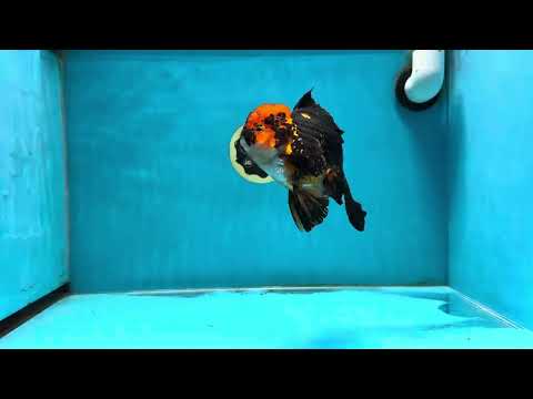 A Grade Lava Oranda Female 5 inches #010325OR_02