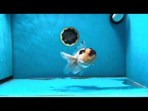 A Grade Panda Lemonhead Oranda Male 4.5 inches #013125OR_21