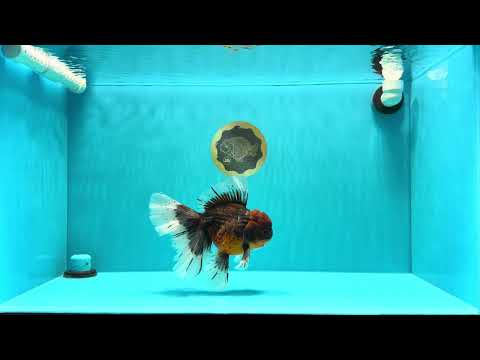 AAA Grade Dark Kirin Long Tail Oranda Male 6.5-7 inches #022726OR_09