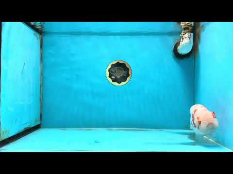 BEAUTY A Grade Kohaku Sakura LionQueen 5.5  inches #102425LC_08