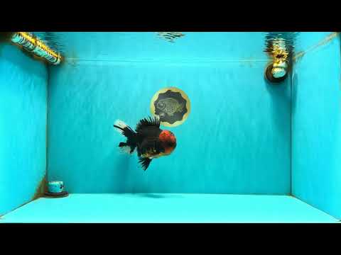 CHONKY AAA Grade Red Head Kirin Oranda Male 6-6.5 inches #072426OR_18
