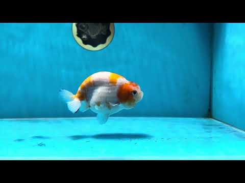 A Grade Kohaku Sakura Female LionQueen 4-4.5 inches #060625LC_02