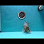 Tiger Oranda Male 5.5-6 inches #0616_10