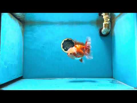 SHOW GRADE Won Runner 2nd Red White Oranda Male 5.5 inches Trophy Included #062025OR_01