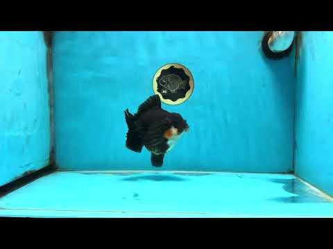 AAA Grade Tricolor Yuanbao Male 5 inches #101025YB_29