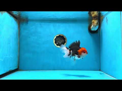 A Grade Tricolor Oranda Male 5-5.5 inches #082925OR_07