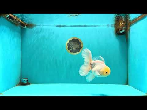 A Grade White Oranda Male 5.5 inches #101626OR_13