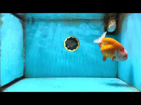 A Grade Red White LionKing 5.5-6 inches #091925LC_23