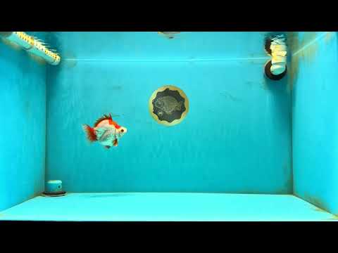 AAA Grade Red White Ryukin Female 4-4.5 inches #032726RK_25