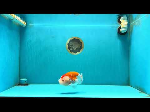 ADORABLE A Grade Red White LionKing 5 inches #032726LC_23