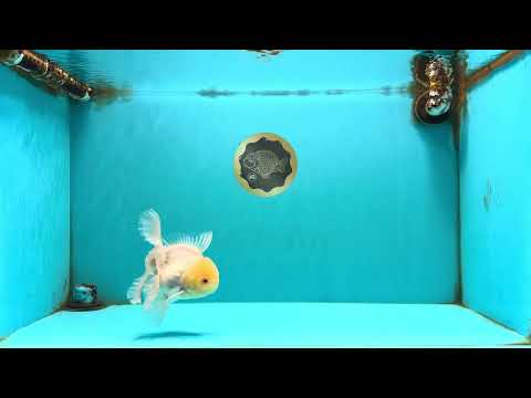 A Grade White Oranda Male 5-5.5 inches #102326OR_18