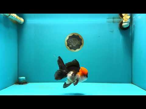 CHARLIE Tricolor Oranda Male 5-5.5 inches #040326OR_10