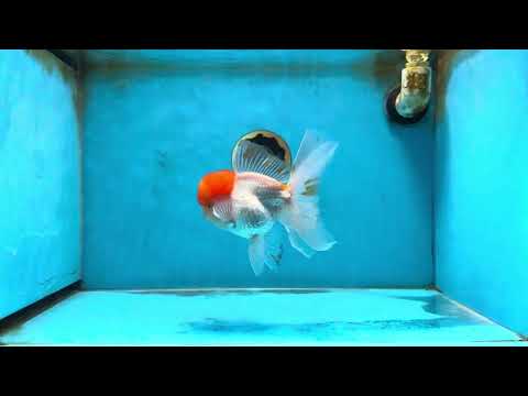 A Grade red Cap Oranda Male 5.5 inches #062725OR_21