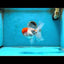 A Grade red Cap Oranda Male 5.5 inches #062725OR_21