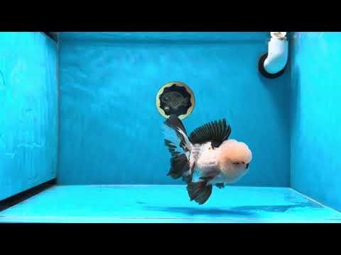 A Grade Popcorn Panda Oranda Male 5 inches #020725OR_30