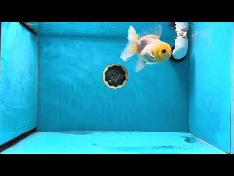 A Grade Lemonhead Button Eyes Oranda Male 4 inches #021425OR_09