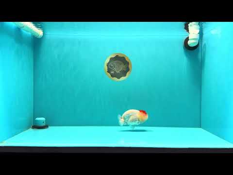 A Grade Tancho Red White LionQueen 4-4.5 inches #031326LC_08