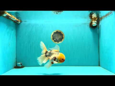 A Grade Sakura Oranda Male 7 inches #080726OR_18