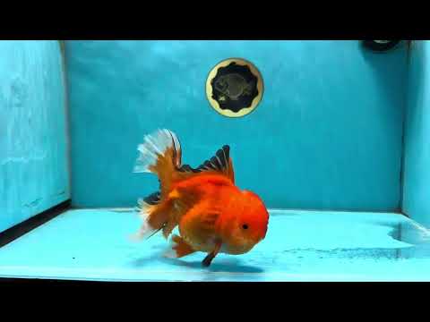 AAA Grade Red White Oranda Male 5-5.5 inches #062025OR_16