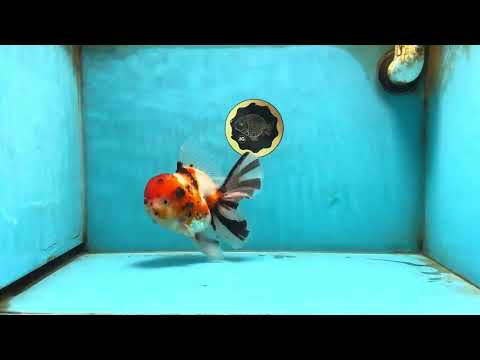 AAA Grade Tricolor Sakura Oranda Female 6 inches #082225OR_06