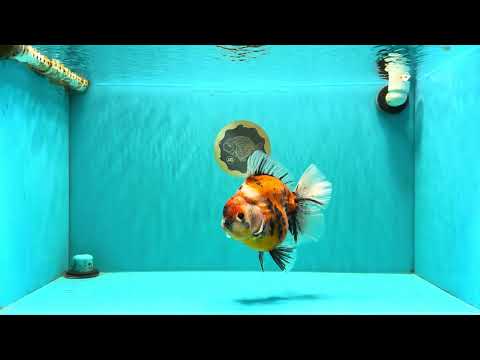 AAA Grade Jumbo Body Marble Sakura Oranda Male 6.5-7 inches #062626OR_02