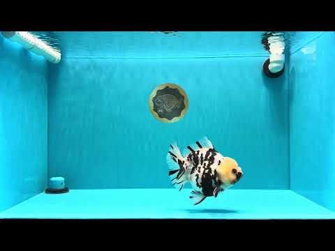 A Grade Special White Tiger Yuanbao Female 6 inches #022726YB_08