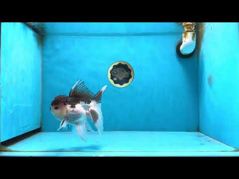 A Grade Lemonhead Oranda Male 5-5.5 inches #080125OR_27