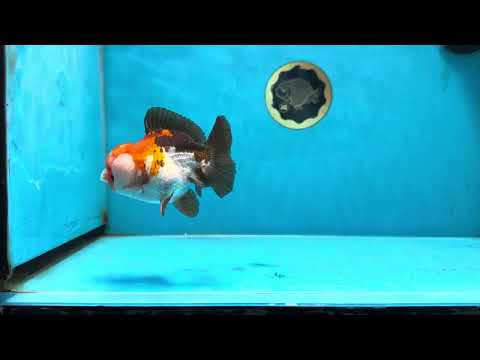 A Grade PomPom Tricolor Yuanbao Male 4-4.5 inches #060625YB_08