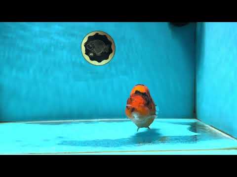 AAA Grade Cow Tiger LionKing 5 inches #050925LC_01