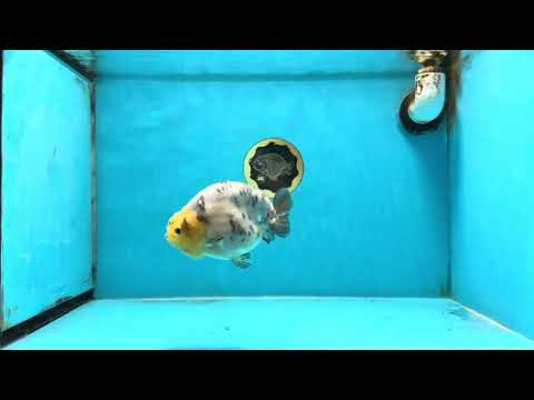 AAA Grade Chinese White Tiger Base Ranchu Female 4.5 inches #101725RC_20