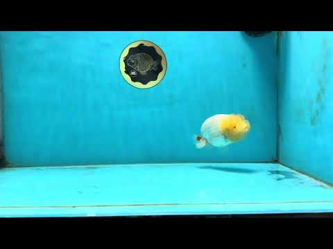 AAA Grade Young Lemonhead LionQueen 4 inches #101025LC_02