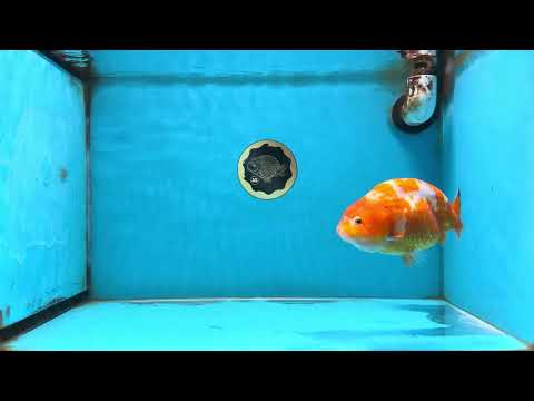 Sakura Chinese Ranchu Female 5 inches #120525RC_06