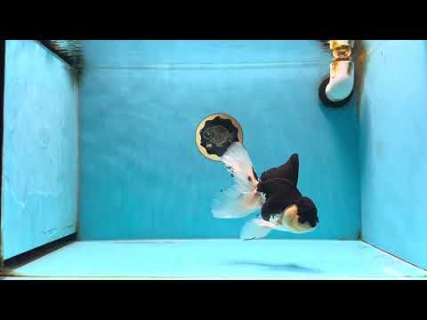 Fluffy Tail Panda Oranda Male 5.5 inches #072525OR_12