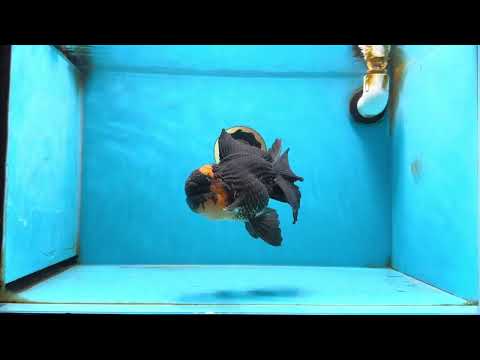 A Grade Tricolor Oranda Male 6 inches #080125OR_26