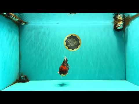 A Grade Tiger Oranda Male 5-5.5 inches #090426OR_06