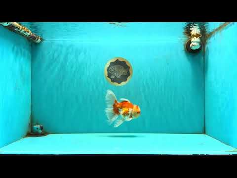 Red White Oranda Male 5.5 inches #081426OR_07