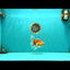 Red White Oranda Male 5.5 inches #081426OR_07