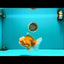 AAA Grade Red White Oranda Male 6.5 inches #082126OR_01