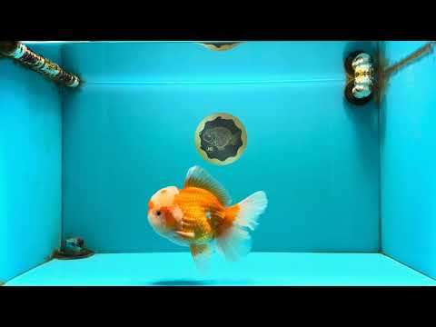AAA Grade Red White Oranda Male 6.5 inches #082126OR_01