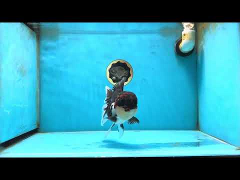 AAA Grade Tricolor Oranda Female 6 inches #051625OR_31