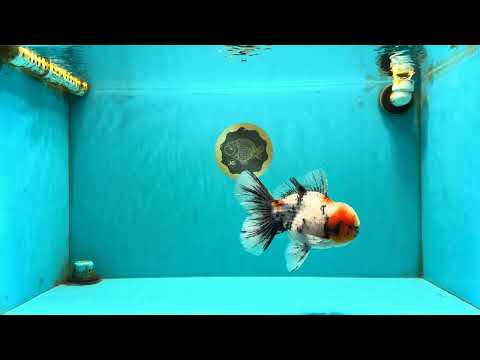 AAA Grade Marble Oranda Male 6-6.5 inches #071026OR_37