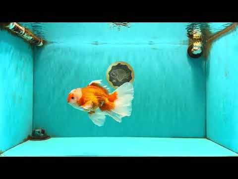 A Grade Red White Oranda Male 6.5 inches #082826OR_11