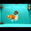 A Grade Red White Oranda Male 6.5 inches #082826OR_11